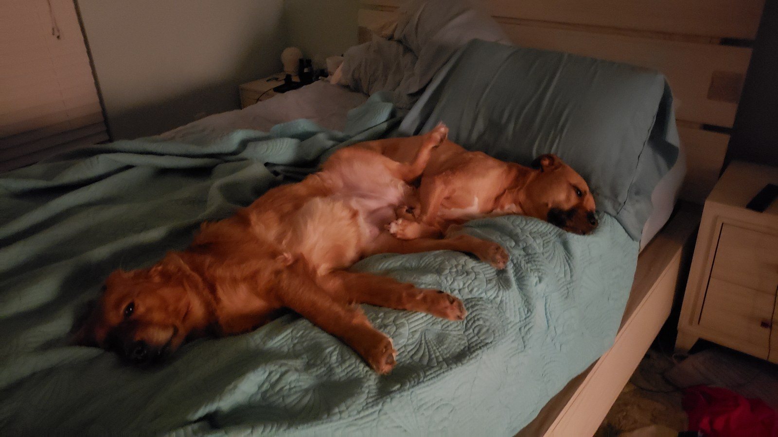 Cuddle Buddies