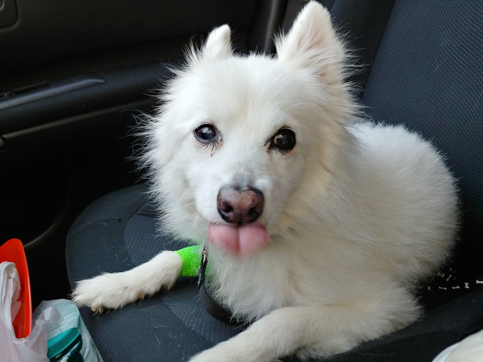 Thats What I Think Of Trips To The Vet