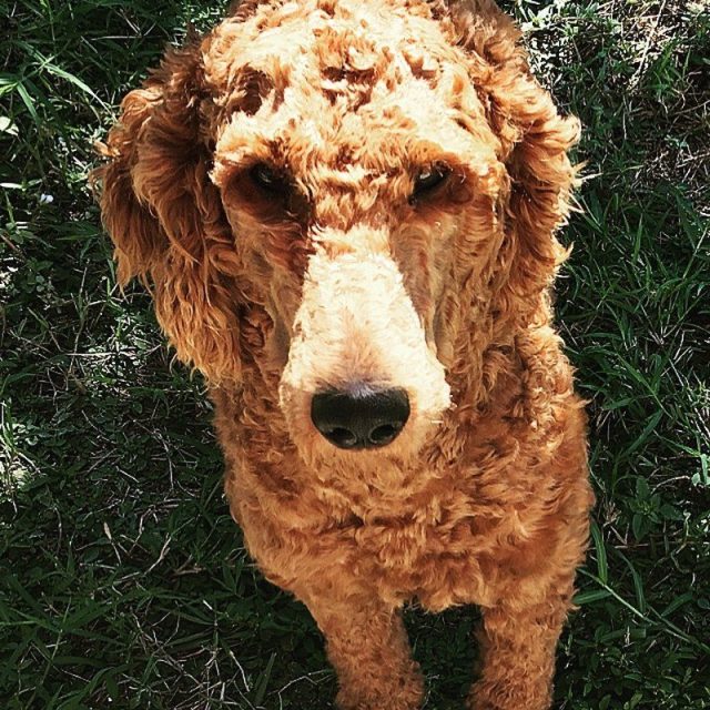 Chive Loves His Sunshine