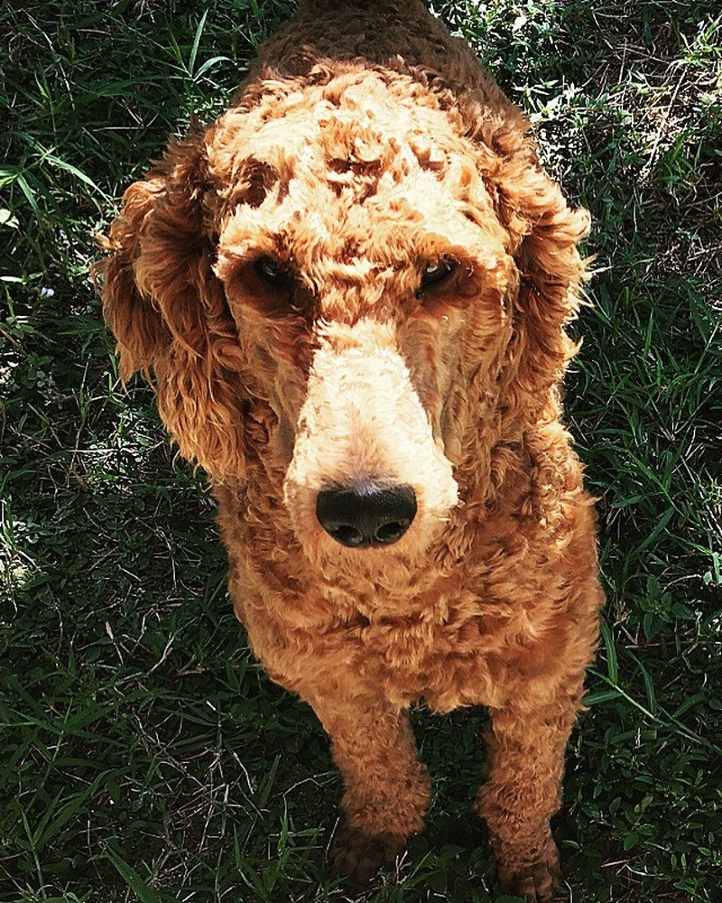 Chive Loves His Sunshine