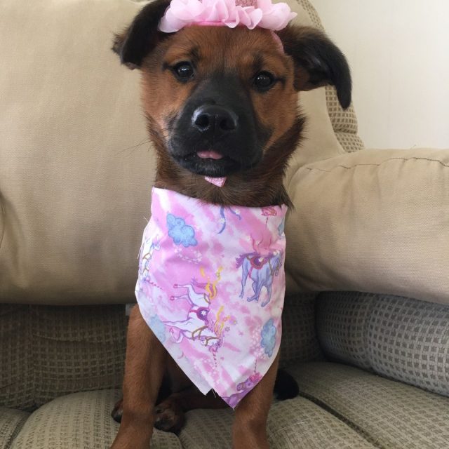 Pearl My Little Girl Rescue Puppy. She Saved My Life From Severe Depression.