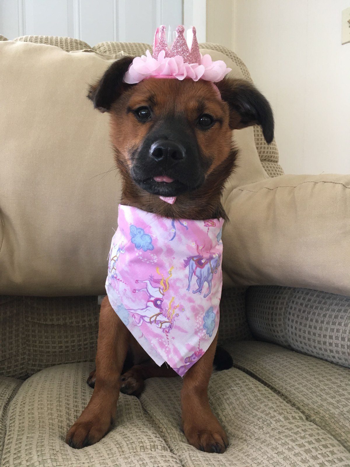 Pearl My Little Girl Rescue Puppy. She Saved My Life From Severe Depression.