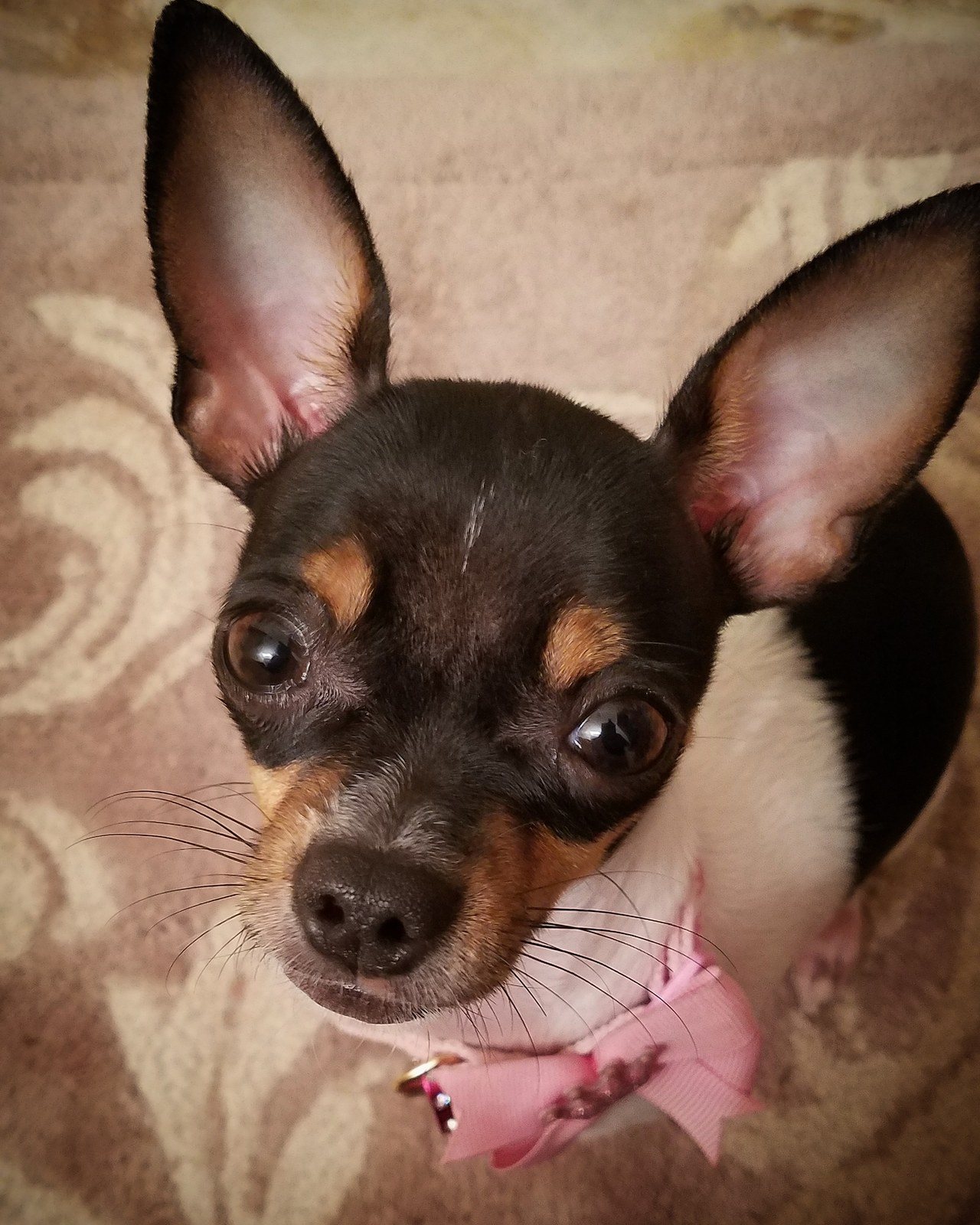 Hi! Im Phoebe!