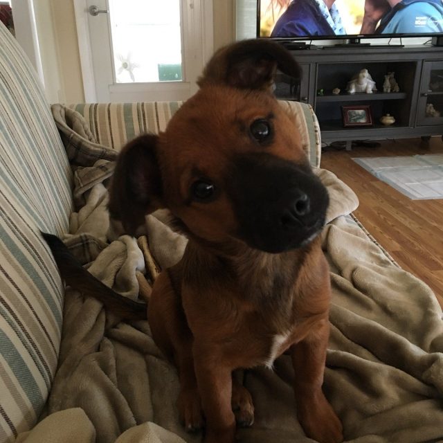 Pearl My Little Girl Rescue Puppy. She Saved My Life From Severe Depression.