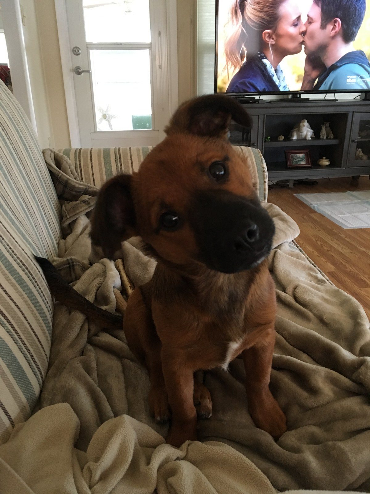 Pearl My Little Girl Rescue Puppy. She Saved My Life From Severe Depression.