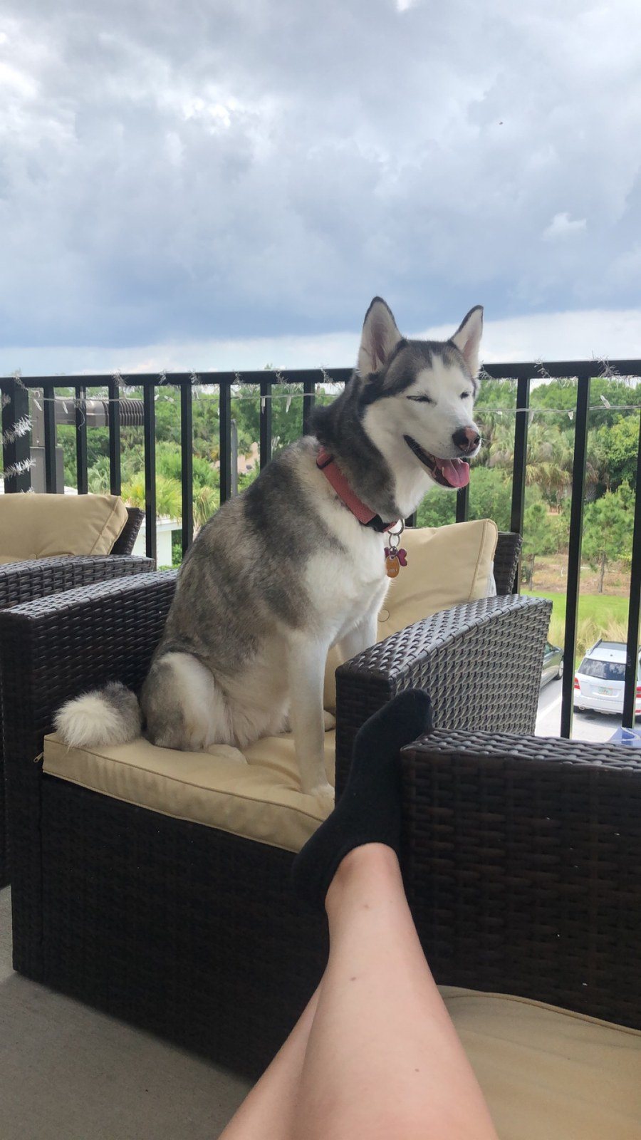 Skyy Enjoying The Afternoon Breeze From The Storms