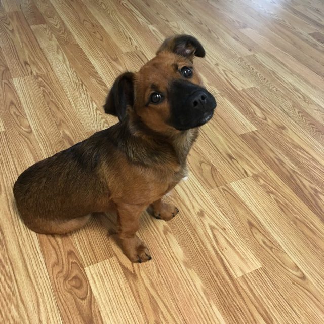 Pearl My Little Girl Rescue Puppy. She Saved My Life From Severe Depression.