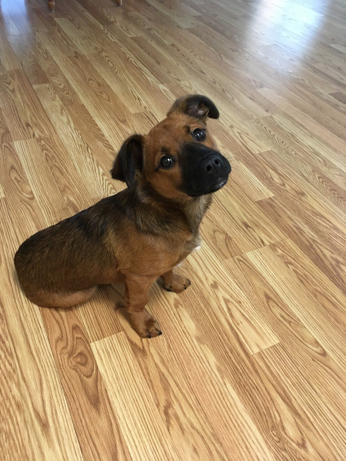 Pearl My Little Girl Rescue Puppy. She Saved My Life From Severe Depression.