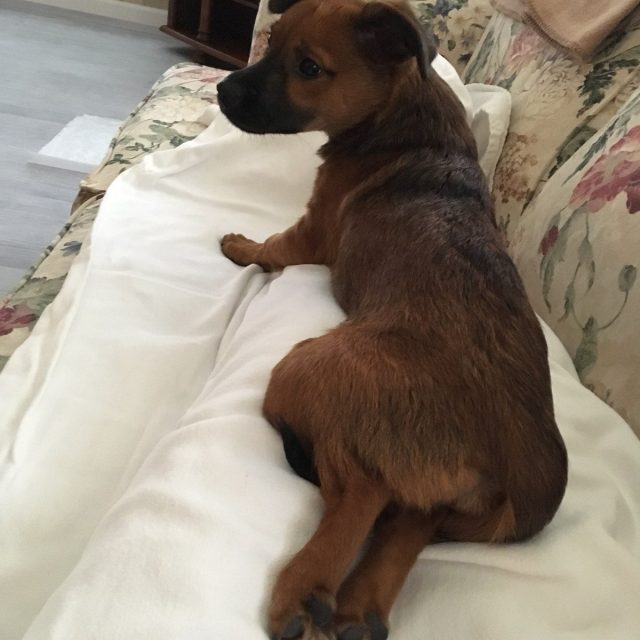 Pearl My Little Girl Rescue Puppy. She Saved My Life From Severe Depression.