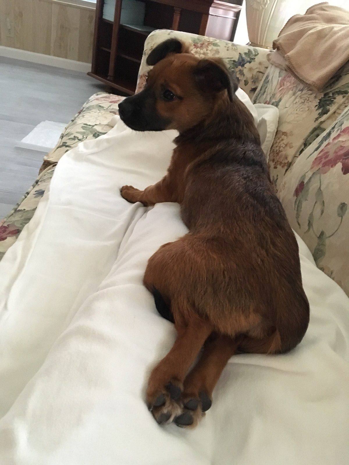 Pearl My Little Girl Rescue Puppy. She Saved My Life From Severe Depression.