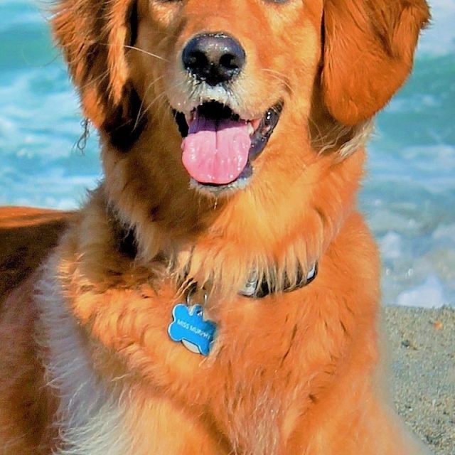 Beach Bum