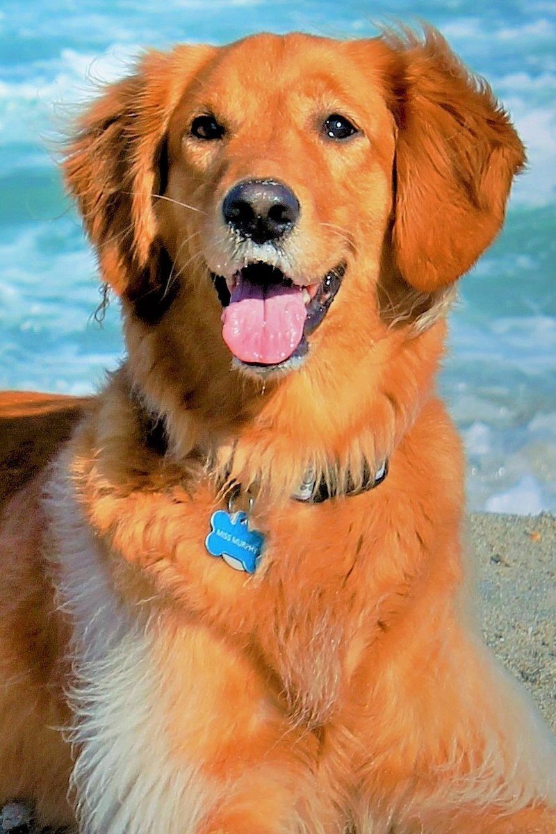 Beach Bum