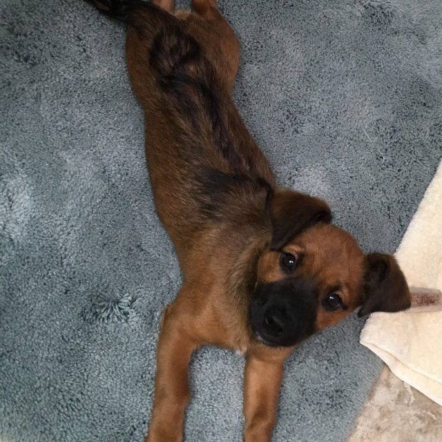 Pearl My Little Girl Rescue Puppy. She Saved My Life From Severe Depression.