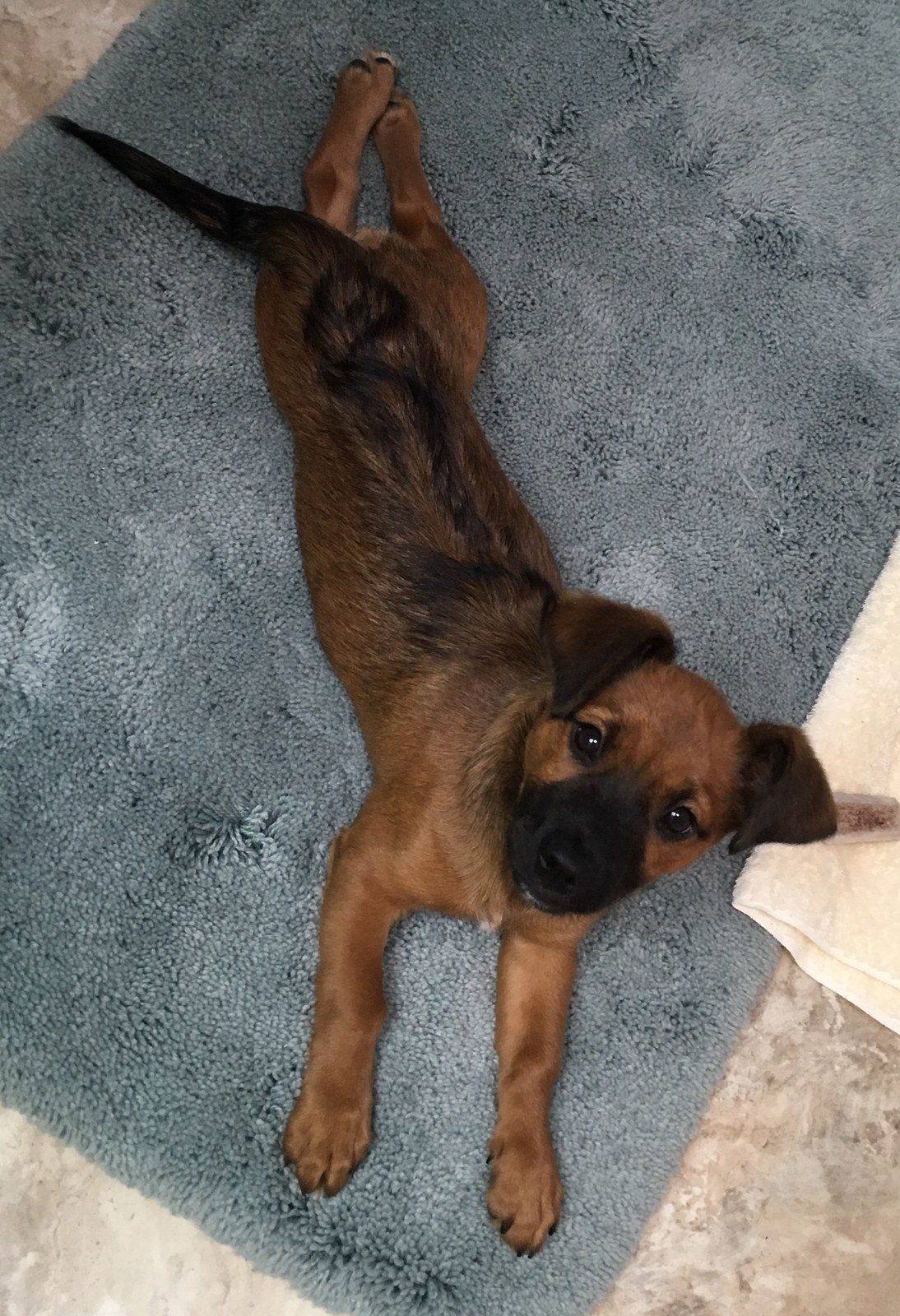 Pearl My Little Girl Rescue Puppy. She Saved My Life From Severe Depression.