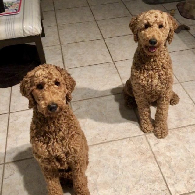 My Grand Puppies