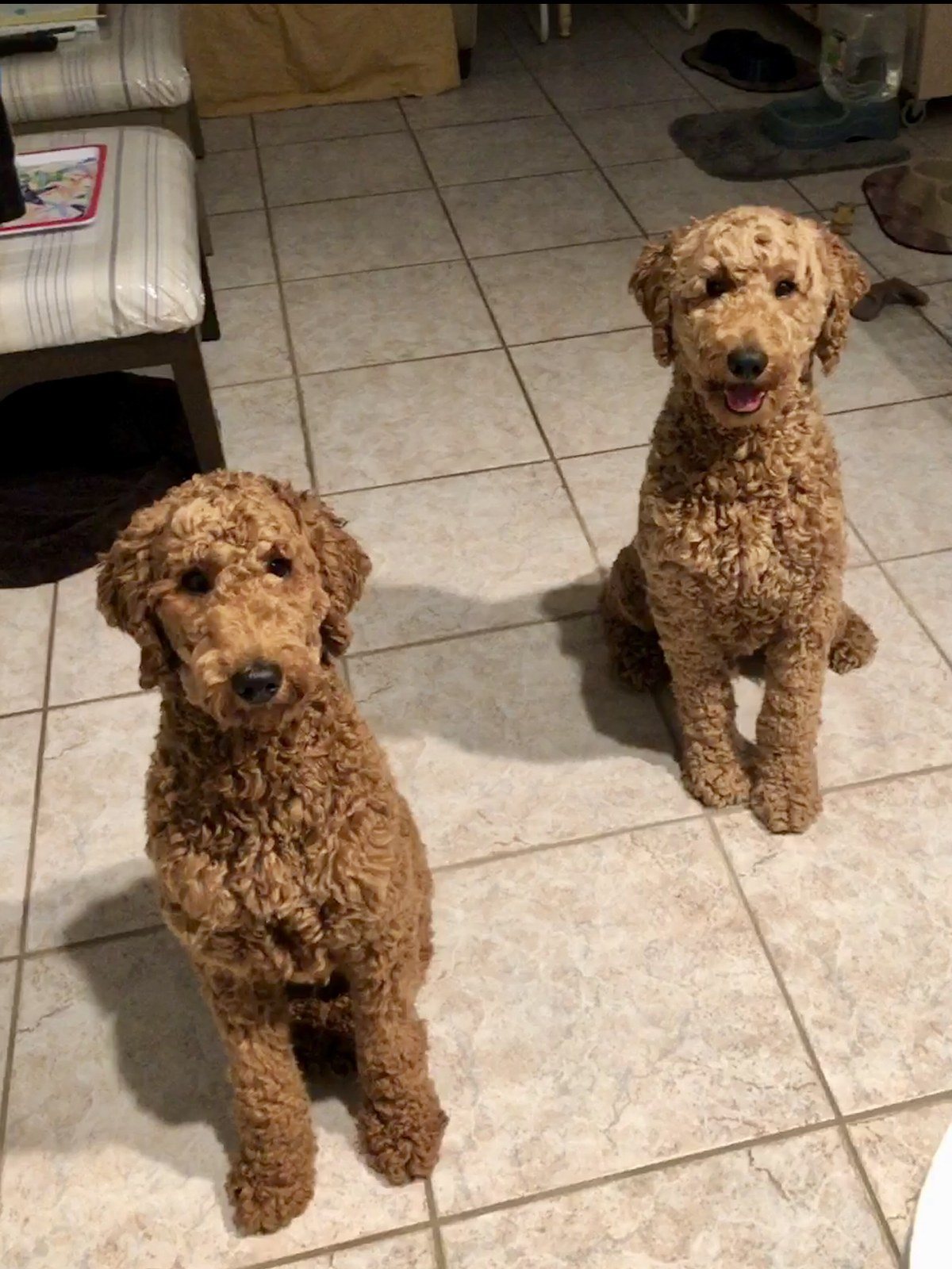 My Grand Puppies