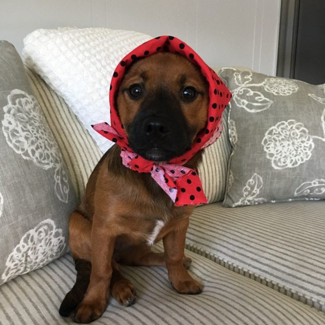 Pearl My Little Girl Rescue Puppy. She Saved My Life From Severe Depression.