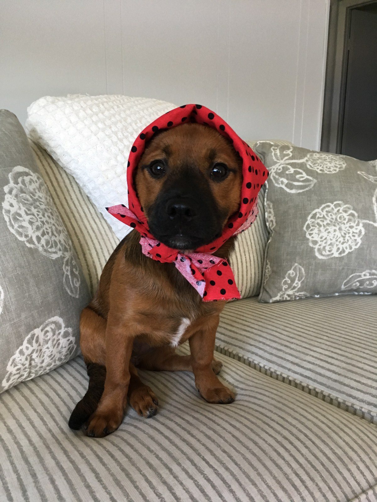 Pearl My Little Girl Rescue Puppy. She Saved My Life From Severe Depression.