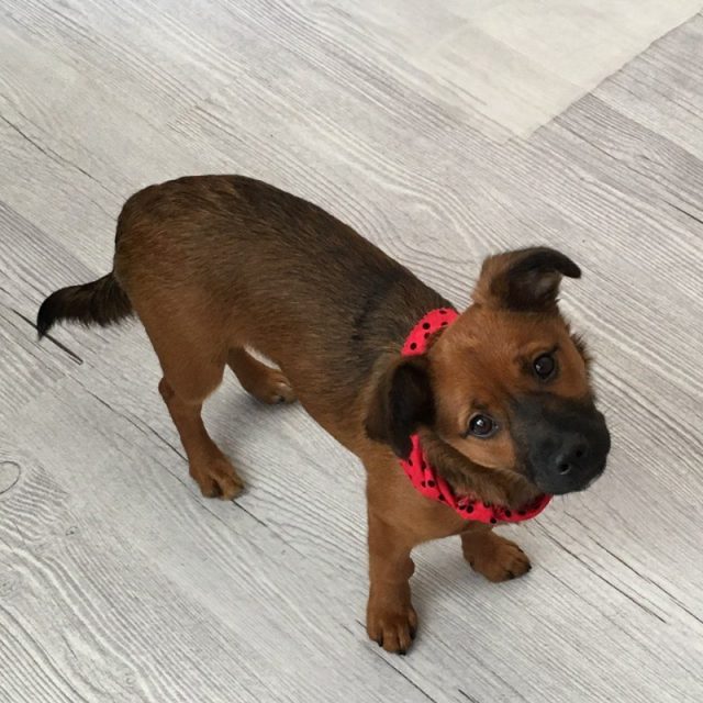 Pearl My Little Girl Rescue Puppy. She Saved My Life From Severe Depression.