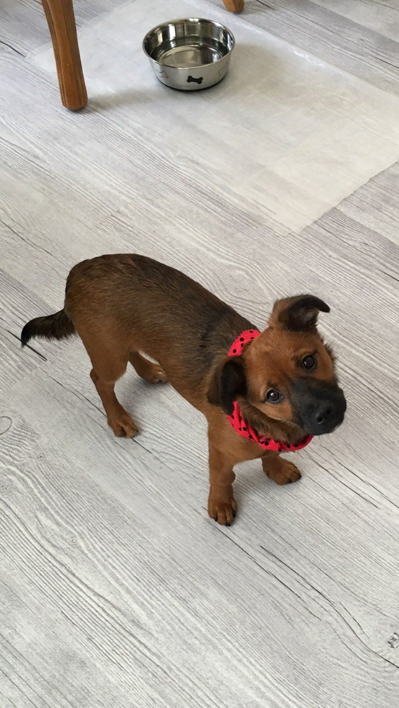Pearl My Little Girl Rescue Puppy. She Saved My Life From Severe Depression.