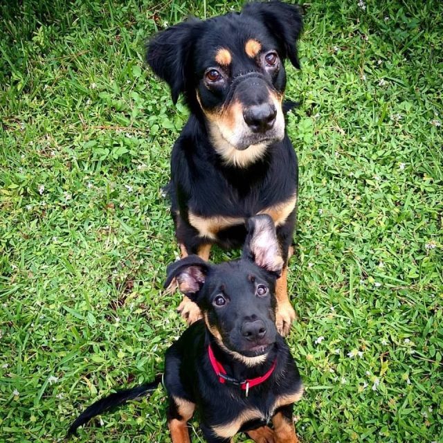 Don't Worry Dad, Ill Show Him The Ropes! -Shadow & Baby Tater