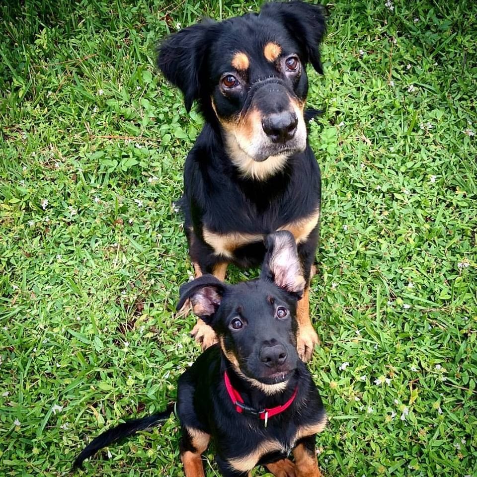 Don't Worry Dad, Ill Show Him The Ropes! -Shadow & Baby Tater