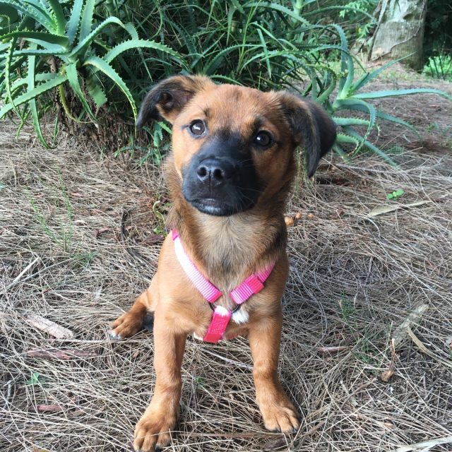 Pearl My Little Girl Rescue Puppy. She Saved My Life From Severe Depression.
