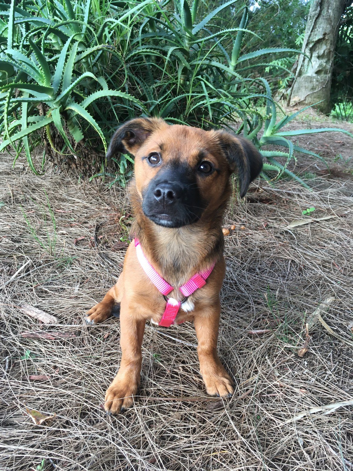 Pearl My Little Girl Rescue Puppy. She Saved My Life From Severe Depression.