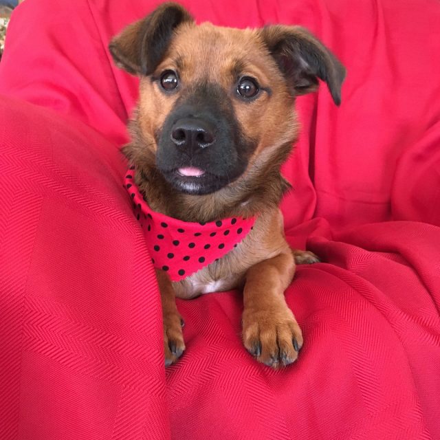 Pearl My Little Girl Rescue Puppy. She Saved My Life From Severe Depression.