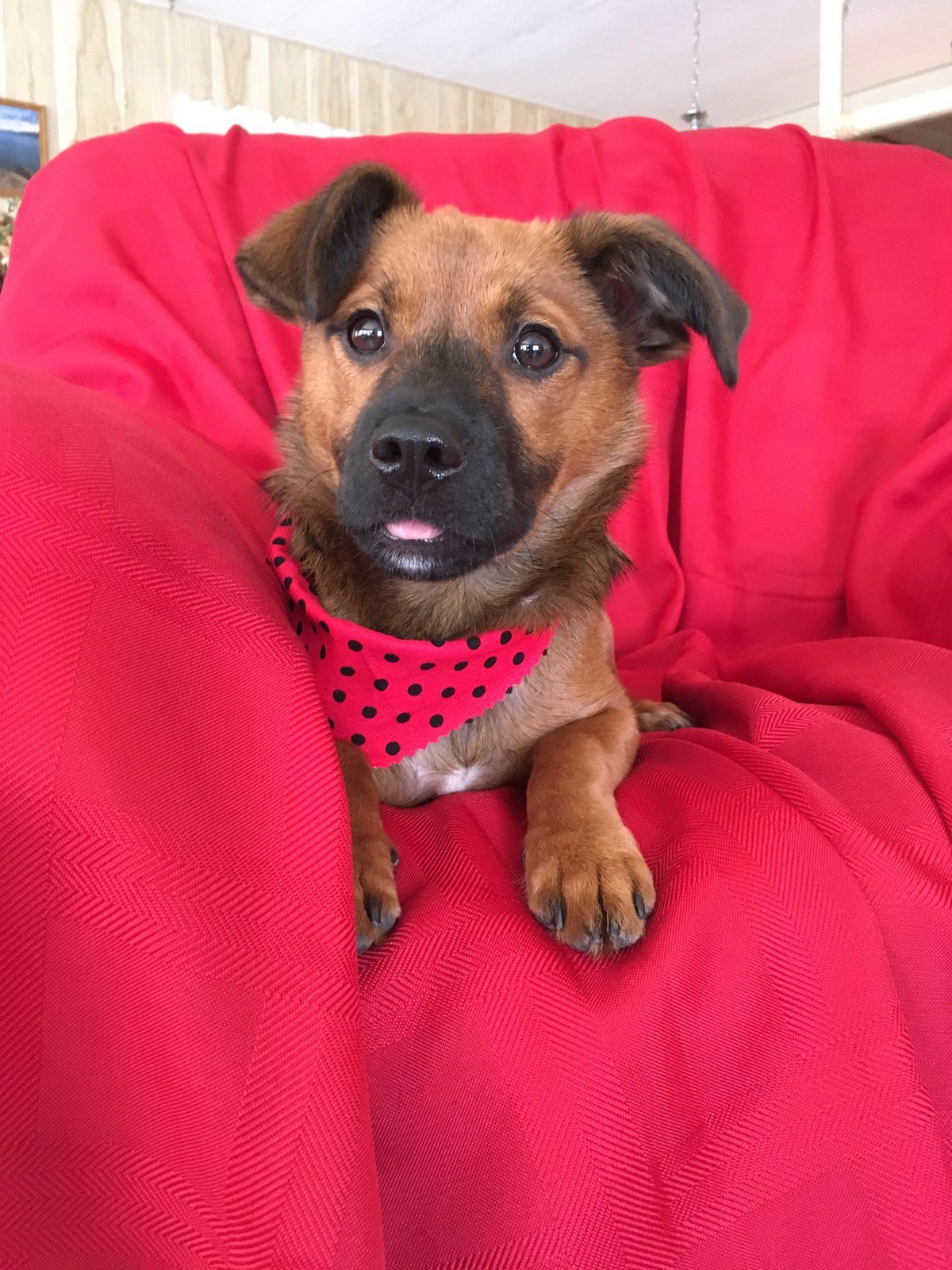 Pearl My Little Girl Rescue Puppy. She Saved My Life From Severe Depression.