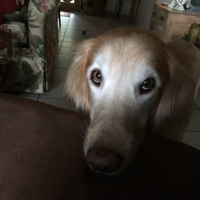 KC "I Love You Mommy"