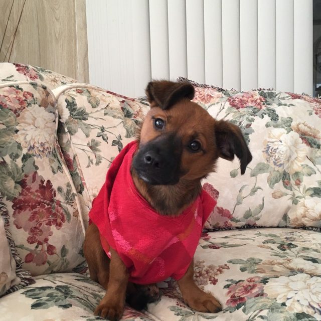 Pearl My Little Girl Rescue Puppy. She Saved My Life From Severe Depression.