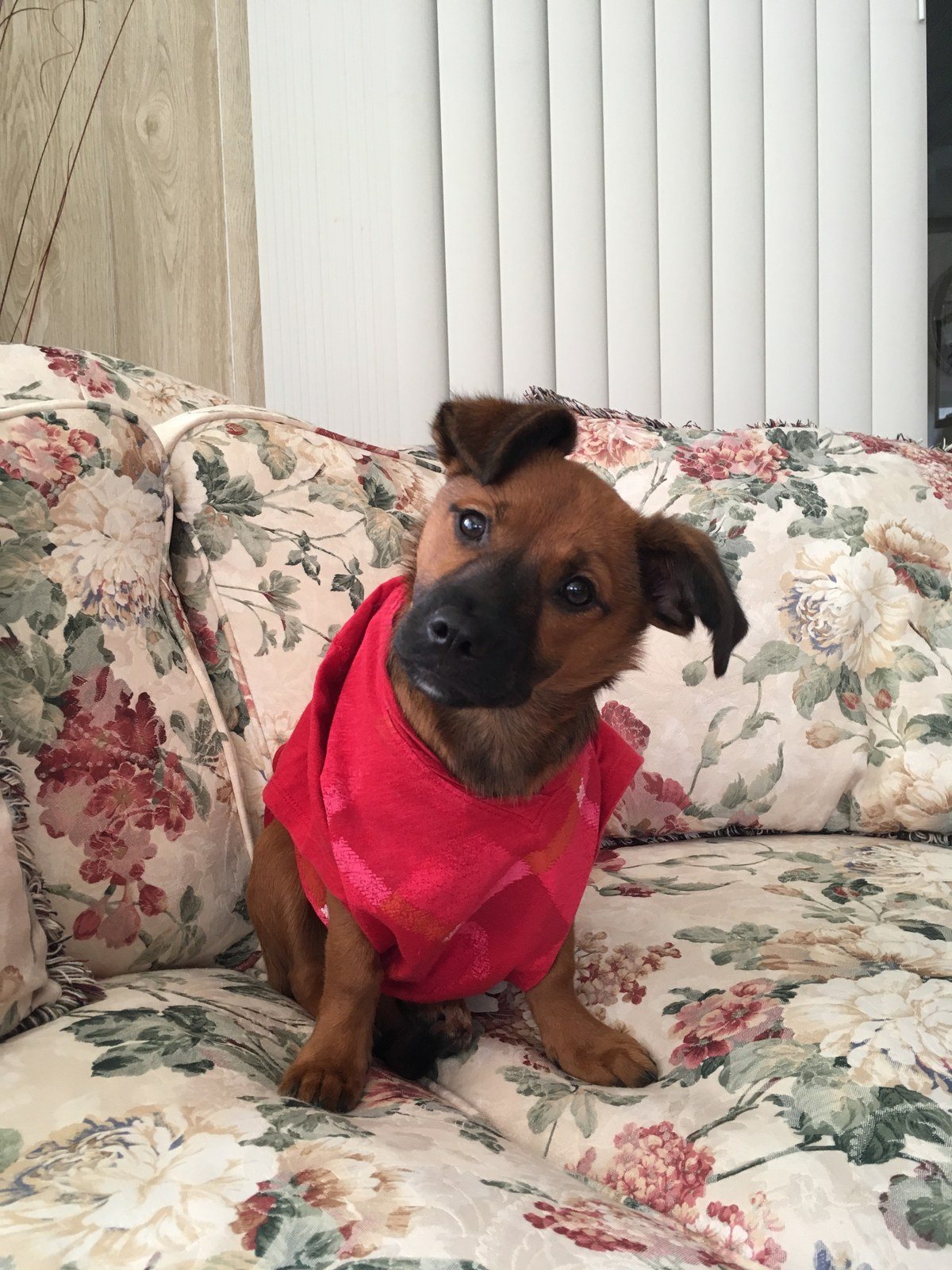 Pearl My Little Girl Rescue Puppy. She Saved My Life From Severe Depression.