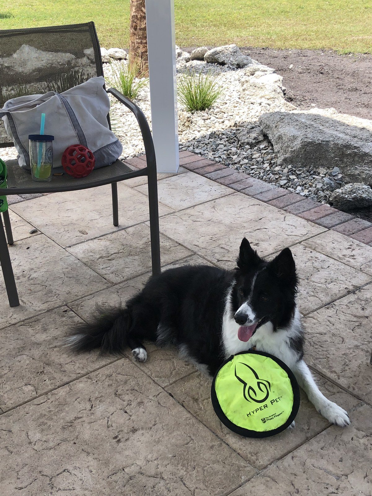 Star Baker At The Vero Beach Dog Park
