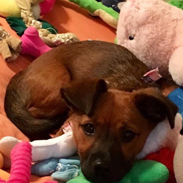 Pearl My Little Girl Rescue Puppy. She Saved My Life From Severe Depression.