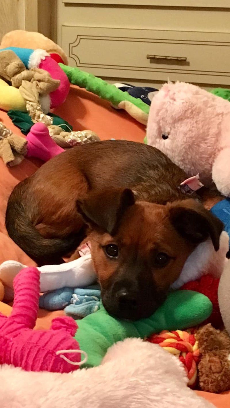 Pearl My Little Girl Rescue Puppy. She Saved My Life From Severe Depression.