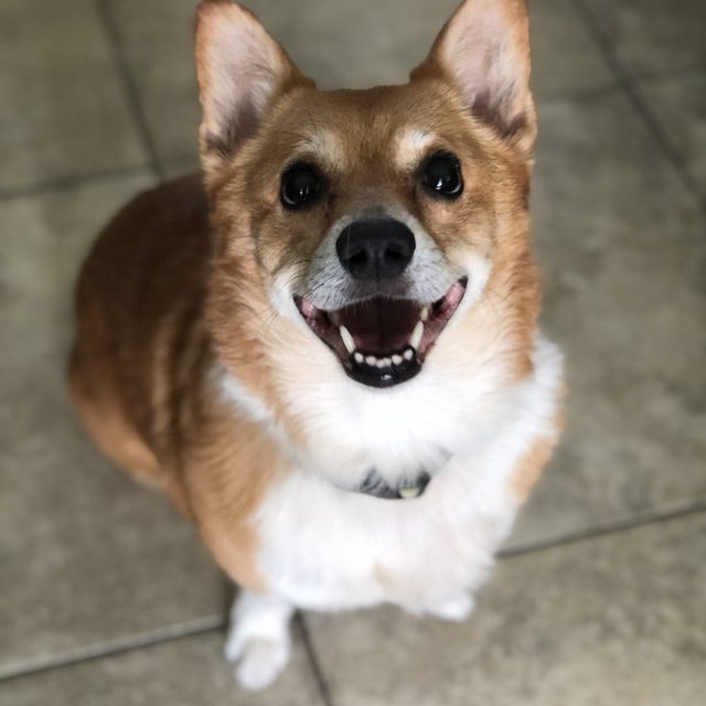 The Happiest Pup!