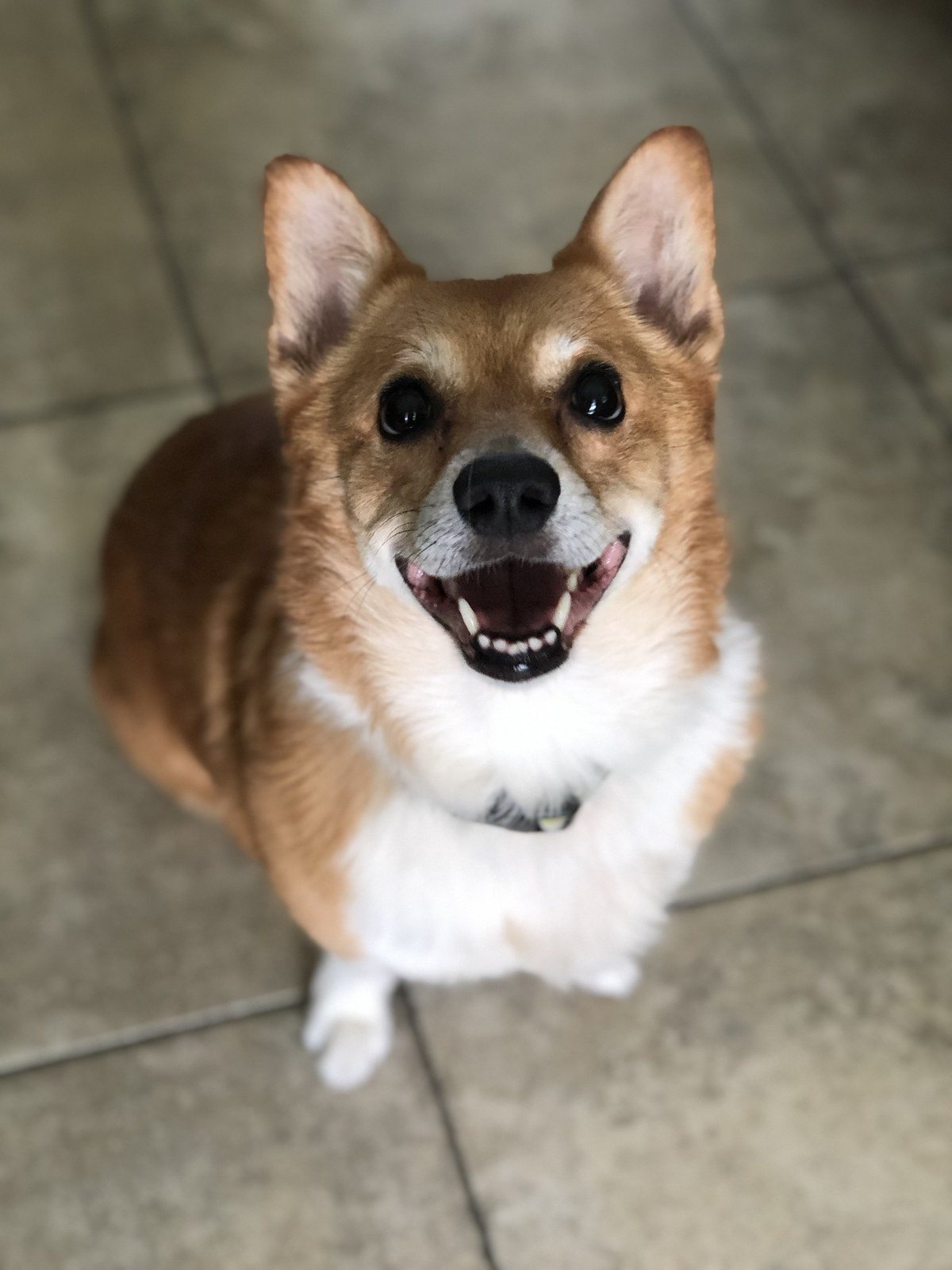 The Happiest Pup!