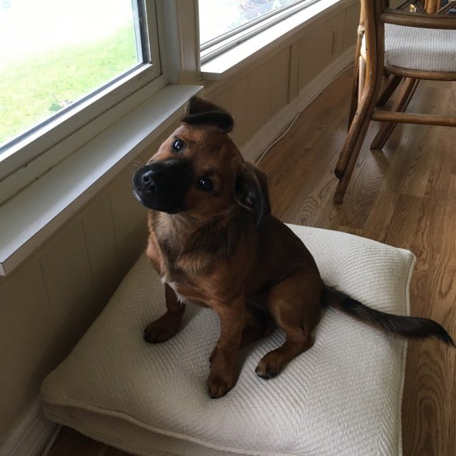 Pearl My Little Girl Rescue Puppy. She Saved My Life From Severe Depression.