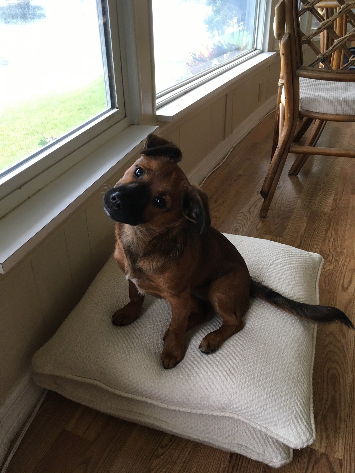 Pearl My Little Girl Rescue Puppy. She Saved My Life From Severe Depression.