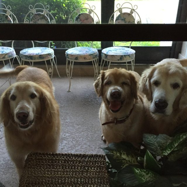 KC CHLOE HUNTER "How Much Are Those Doggies In The Window?"