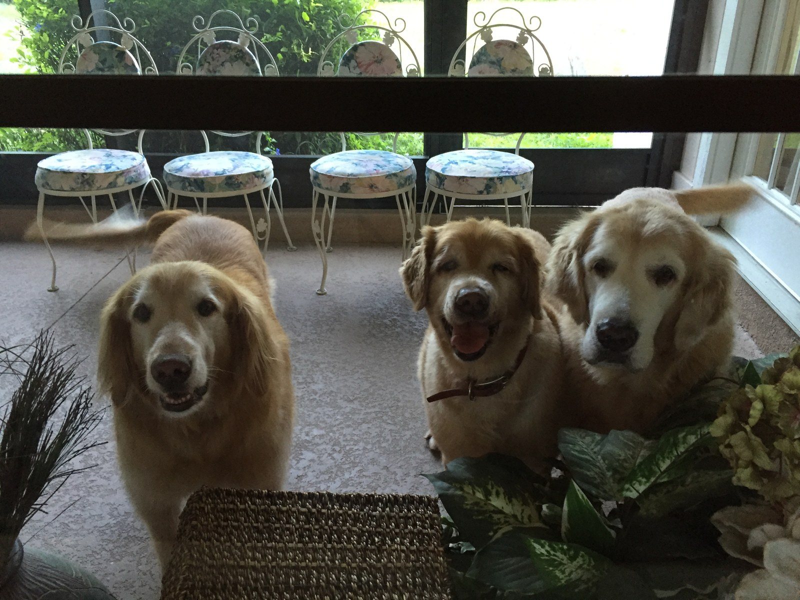 KC CHLOE HUNTER "How Much Are Those Doggies In The Window?"