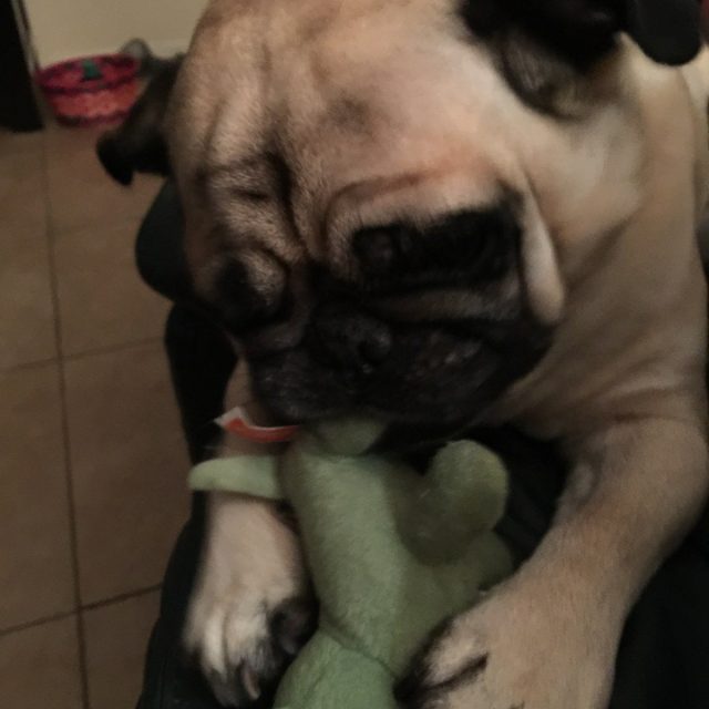 Yogi's Favorite Dino
