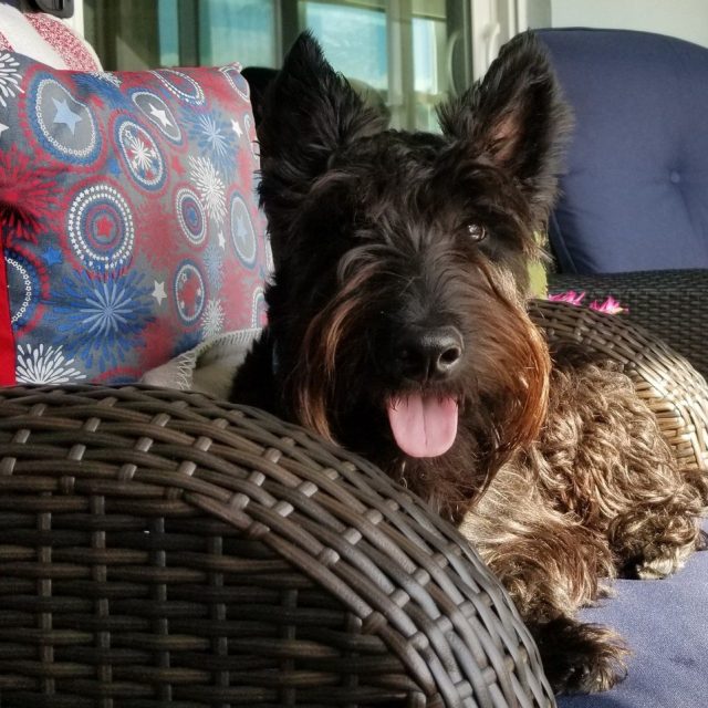 Angus P