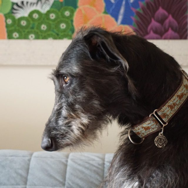 Deerhound Art