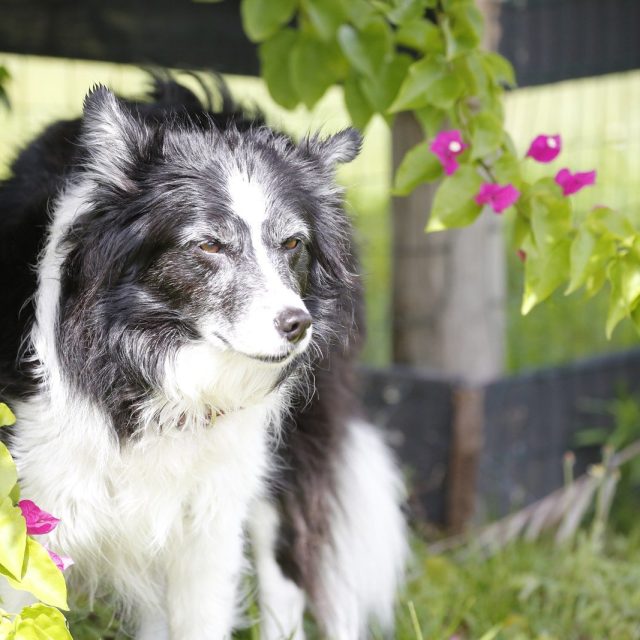 Trixie ~ With Age, Comes Beauty
