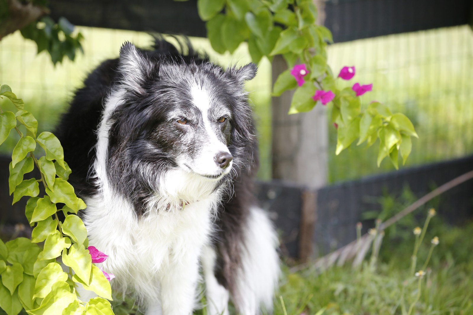 Trixie ~ With Age, Comes Beauty