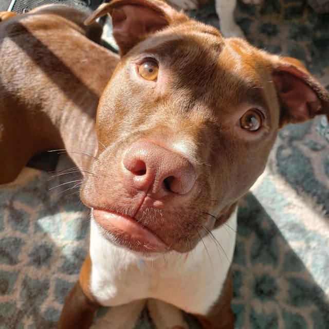 I Am Handsome