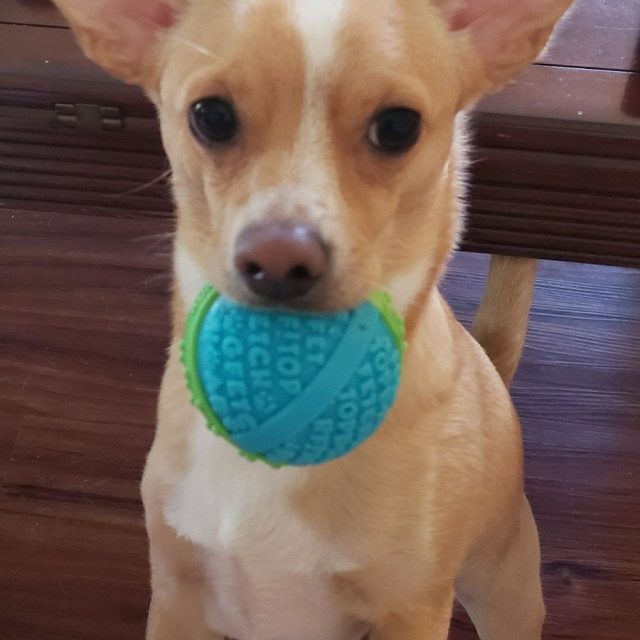 Chico And His Favorite Ball