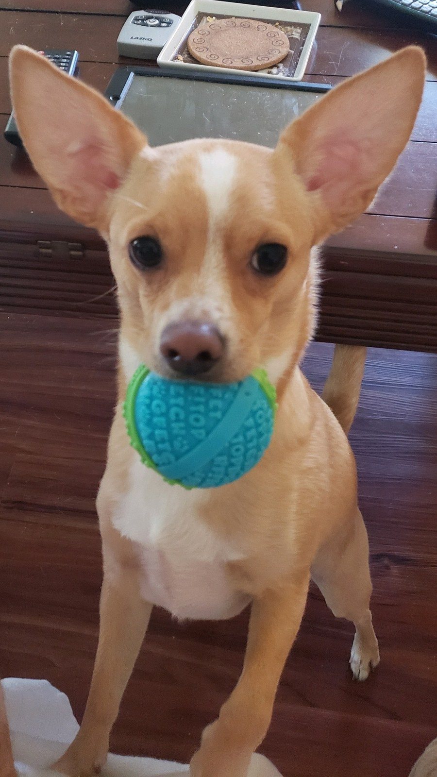 Chico And His Favorite Ball